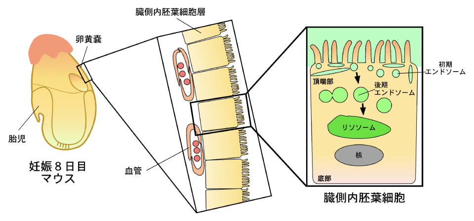 図１　エンドソームの可視化
妊娠８日目のマウス胚を蛍光物質で標識した後、臓側内胚葉細胞を顕微鏡観察すると、細胞外から取り込まれた物質が、初期エンドソーム、後期エンドソームを経てリソソームへ運ばれる様子が観察された。