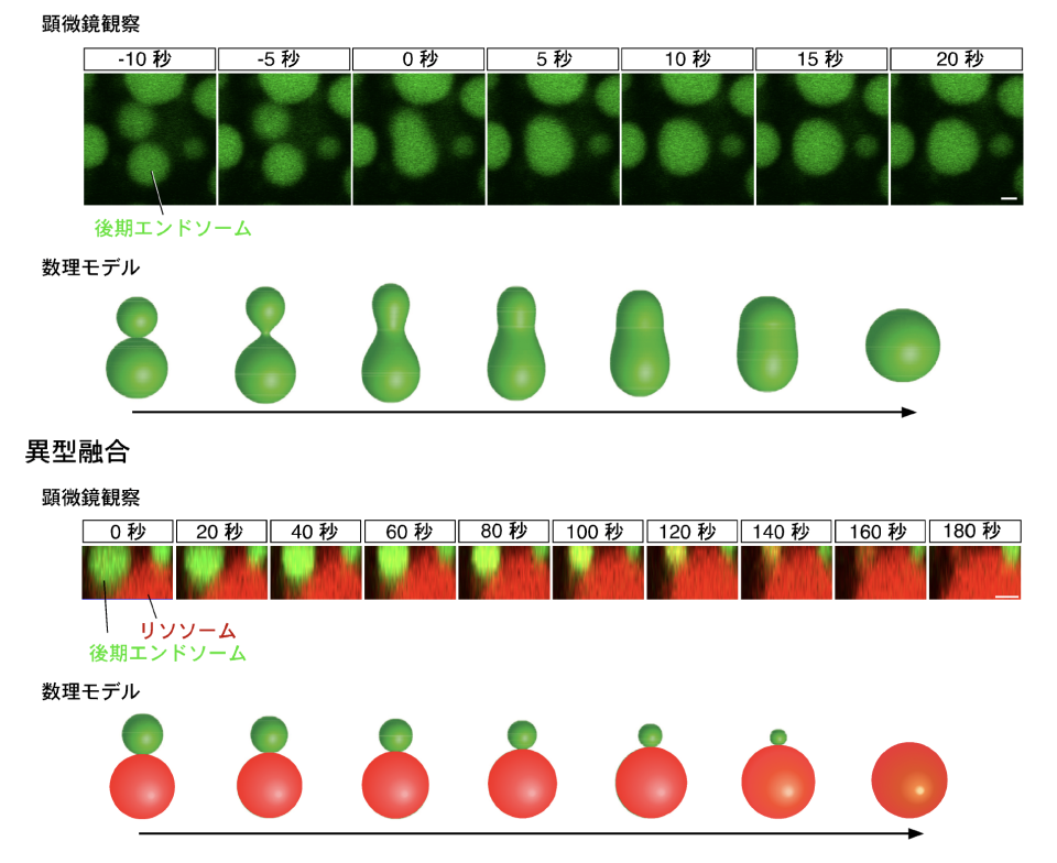 図２　エンドソームの２種類の融合様式

エンドソームの融合には、２つのエンドソーム（緑色）が急速に合体して１つの小胞になる同型融合（上段）と、エンドソームがゆっくりとリソソーム（赤色）に吸収されていく異型融合（下段）があることが分かった。この２種類の融合は、力学モデルを用いた数理解析で予想されたものとよく似ていた。