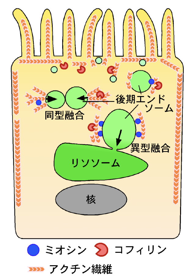 図３　本研究で明らかになった小胞融合機構

臓側内胚葉細胞の中では、最初に表層で同型融合が起こり、次いで深い層で異型融合が起こる。小胞の融合には、後期エンドソームの表面に結合しているアクチン線維を介した力が必要であり、アクチンの働きを調節するタンパク質も重要な役割を担っていることが分かった。