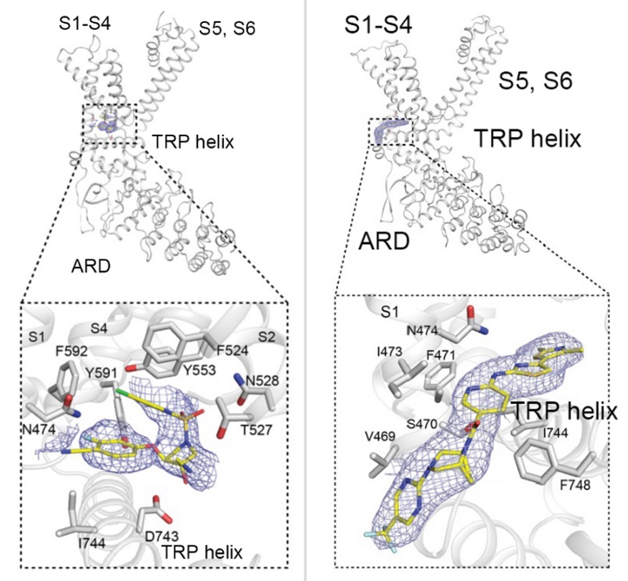 TRPV4イオンチャネル阻害の構造基盤を解明 ～鎮痛剤や遺伝性疾患の治療
