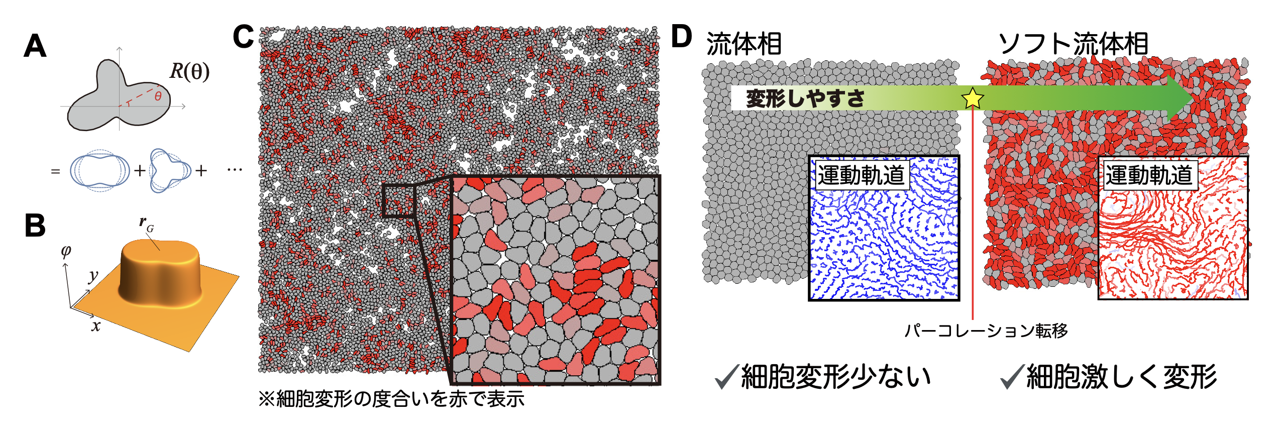 図:(A)細胞輪郭のフーリエ基底による表現。(B)相互作用計算を高速化する、細胞の粒子場表現。(C)1万細胞シミュレーション。(D)発見された流体-流体相転移
