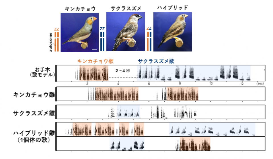 図1. （上）今回の研究で用いたキンカチョウとサクラスズメを親とした異種間交雑F1ハイブリッドの
実際。常染色体・性染色体（Z染色体）ともにハイブリッド雄では、親種からそれぞれの染色体を1
本ずつ持つ。（下）実際に学んだ歌の例。キンカチョウ、サクラスズメの雛は、自種の歌の特徴をお手
本の歌モデルから学び、別種の歌は学ばない。しかし、ハイブリッド雛は、お手本の両種の歌を学ぶ。
