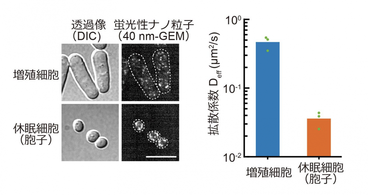 図1. 蛍光性ナノ粒子による細胞内の流動性の測定。蛍光性ナノ粒子を発現する増殖細胞と休眠細胞(胞子)の顕微鏡画像(左)。蛍光性ナノ粒子の軌道追跡から計算した拡散係数(右)。