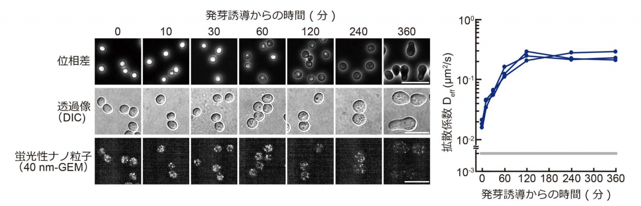 図2. 休眠からの目覚めにおける細胞内流動性の変化。