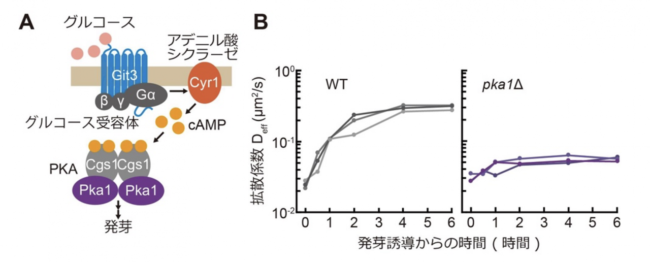 図3. グルコースを感知するcAMP-PKA経路が、休眠からの目覚めで細胞質を流動化させるのに必要である。(A) 分裂酵母のグルコース検知シグナル伝達経路であるcAMP-PKA経路の模式図。(B)cAMP-PKA経路の主要因子であるPKAの破壊株(pka1Δ)では、休眠からの目覚めを誘導しても細胞質の流動化が起こらない。