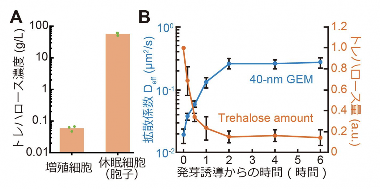 図4. 休眠細胞(胞子)ではトレハロースが蓄積しており、細胞質流動性の低下と相関している。(A) 増殖細胞と休眠細胞(胞子)でのトレハロース濃度。(B) 休眠から目覚める際のトレハロース量の変化を経時的に測定した。トレハロース量の低下は細胞質流動性の回復と同じタイミングで起こる。