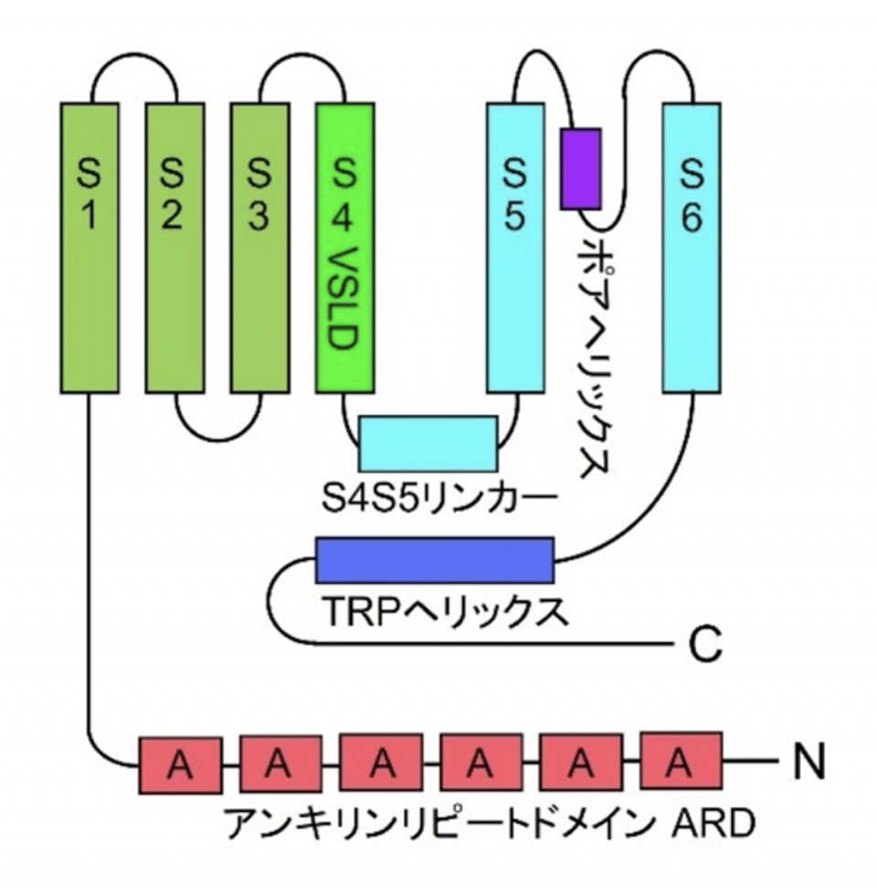図1：TRPV1の一つサブユニットの構造モデル

6回の膜貫通ドメイン（S1 - S6）をもち、カルボキシル末端（C）のTRPヘリックスはS4S5リンカーに近く、イオンチャネル機能の制御に関わっています。第4膜貫通ドメイン（S4）にVoltage Sensing-Like Domains (VSLD)があります。アミノ末端（N）のアンキリンリピートドメインにはさまざまな蛋白質が結合してイオンチャネル機能を制御します。