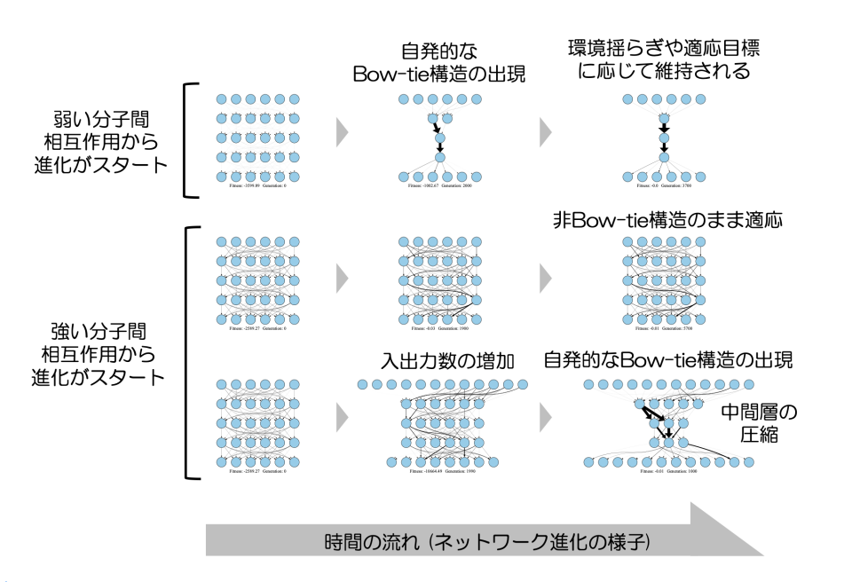 中間層がくびれた分子ネットワーク構造の自発的な出現機構の解明