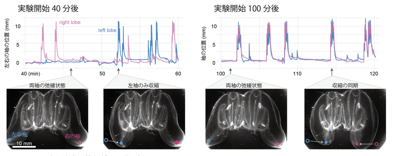 図１．融合前後の筋収縮の同期パターン

左は実験開始４０分後の左右の筋収縮が同期していない様子、右は実験開始１００分後の左右の筋収縮が同期している様子を示している。