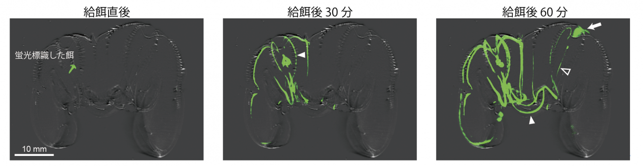 図２．蛍光標識した餌が消化管を通って運搬される様子

給餌後60分では餌を与えた側とは別の個体の肛門から糞が出ている様子（白い矢印）を示している。