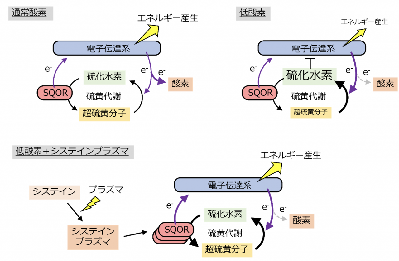 図3. システインプラズマ照射がミトコンドリア電子伝達系でのエネルギー産生に与える効果

通常酸素時には、酸素が電子伝達系から電子（e-）を受け取る過程でエネルギーが産生されます。また、硫黄代謝も電子伝達系に共役しており、超硫黄分子も電子を受け取ることで硫化水素へと代謝されます。生成された硫化水素はSQOR（Sulfide-Quinone oxidoreductase）と呼ばれる酵素によって超硫黄分子に再変換され、その際に電子伝達系へと電子が戻されます。通常、低酸素時には、超硫黄分子から硫化水素への代謝が促進されることで硫化水素が蓄積し、電子伝達系が阻害されます。一方で、プラズマ照射システイン液を心筋細胞に与えるとSQORの発現が増加することで、硫化水素から超硫黄分子への再変換が促進し、硫黄代謝が正常化することで電子伝達系を介したエネルギー産生能が回復することが、本研究により明らかになりました。