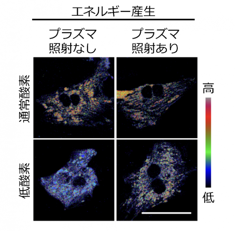 図1. システインプラズマ照射はミトコンドリアでのエネルギー産生を回復させる

心筋細胞のミトコンドリアでのエネルギー産生を可視化した図。低酸素条件では、エネルギー産生が低下している。プラズマ照射システイン液を心筋細胞に与えると、エネルギー産生能が回復することがわかりました。