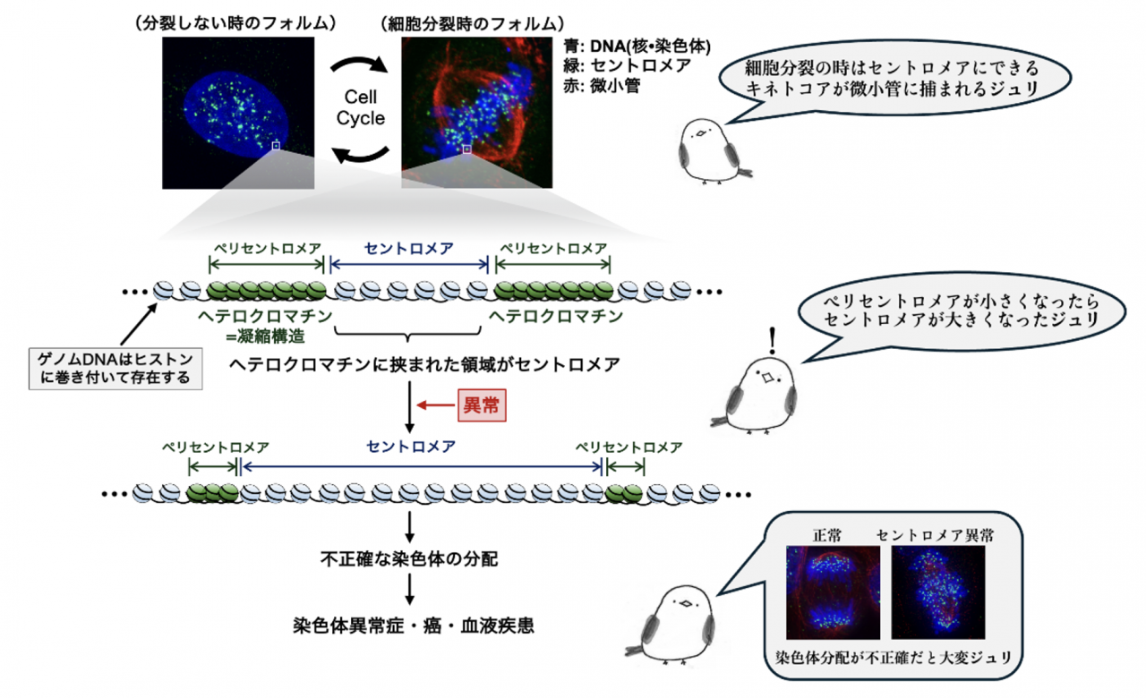 セントロメアはペリセントロメアに挟まれているゲノム領域