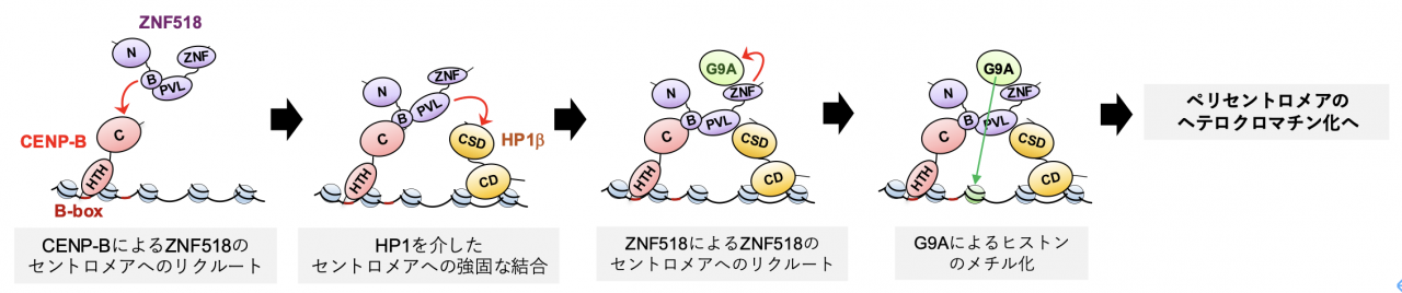 図1. 本研究で明らかにした、新たなペリセントロメアのヘテロクロマチン化メカニズム。