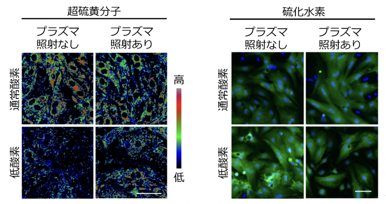 図2. システインプラズマ照射が硫黄代謝に与える効果

心筋細胞内での超硫黄分子（左図）と硫化水素（右図）の様子。低酸素条件では、超硫黄分子は減少し、硫化水素が増加している。プラズマ照射システイン液を心筋細胞に与えると、硫黄代謝が改善している（超硫黄分子が増加し、硫化水素が減少する）ことがわかりました。