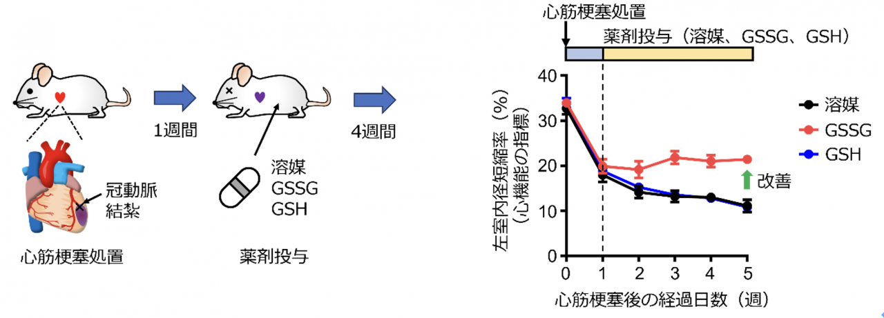 図1. GSSGによる心機能改善効果

マウス心臓の冠動脈を結紮する心筋梗塞処置を行うことで、心機能は大きく低下します。心筋梗塞処置1週間後からGSSG、GSHもしくは溶媒をマウスに投与し、その後4週間にわたって心機能の変化を心エコー装置により観察しました。その結果、GSSG処置により心機能が改善することがわかりました。