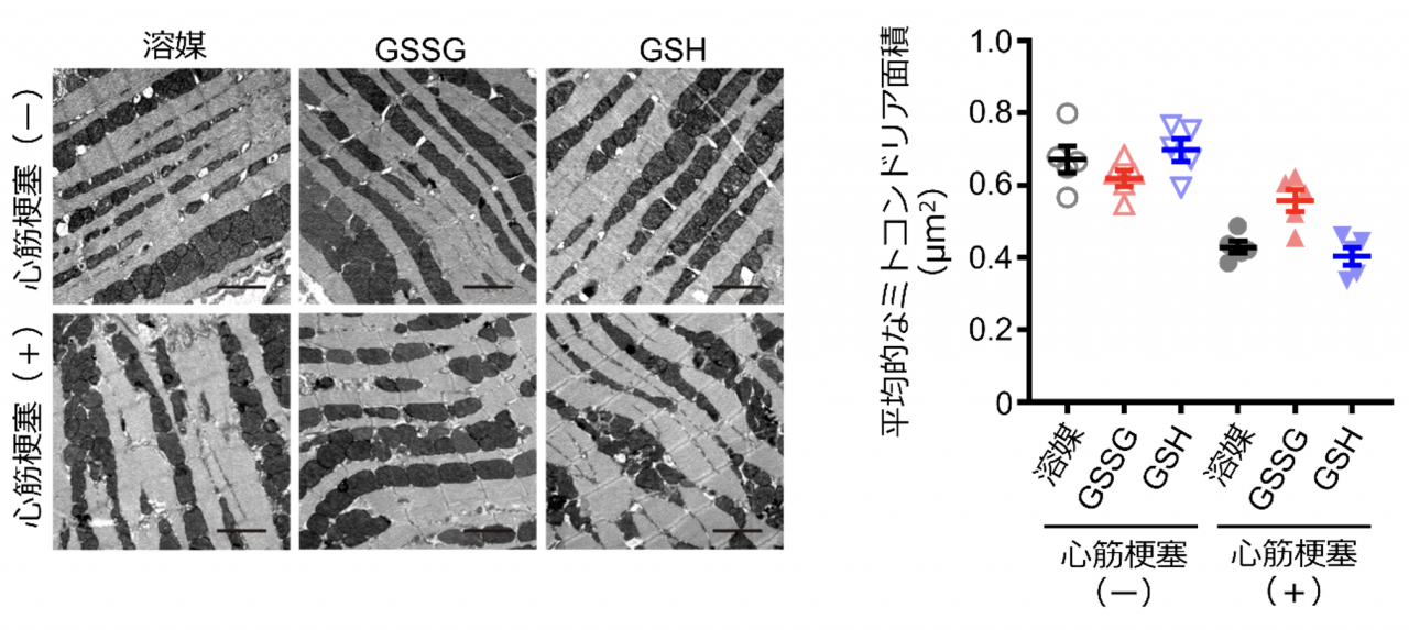 図2. GSSGによる心筋ミトコンドリア形態の改善効果

マウス心臓のミトコンドリア形態を電子顕微鏡により観察したところ、心筋梗塞処置を行ったマウスの心臓では小さく断片化したミトコンドリアが多く見られました。GSSGを投与したマウスの心臓ではミトコンドリアの断片化が減少していました。一方、GSHを投与したマウスの心臓ではミトコンドリア断片化の減少は見られませんでした。