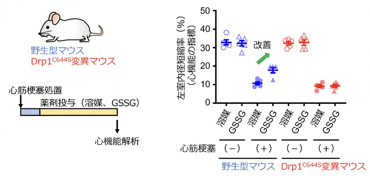 図4. Drp1 Cys644はGSSGによる心機能改善効果に重要である

Drp1 Cys644をセリン残基に置換した遺伝子改変マウス（Drp1C644S）を用いて、GSSGによる心機能改善効果にDrp1 Cys644が重要であるかを評価しました。野生型マウス（青）では心筋梗塞処置による心機能の低下はGSSG投与によって改善しているのに対して、Drp1C644S変異マウス（赤）ではGSSG投与による心機能の改善効果が見えないことがわかりました。