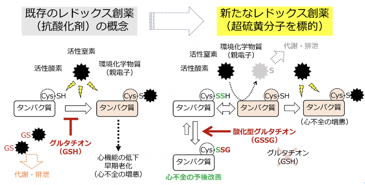 図5. 超硫黄分子の代謝に着目したレドックス創薬の新概念

既存のレドックス創薬の概念では活性酸素や環境化学物質などの活性種によるタンパク質の機能異常を防ぐために還元型グルタチオン（GSH）による活性種の代謝・排泄に焦点が当てられていました。今回、タンパク質システイン超硫黄鎖（CysSnSH; n≧1）に着目することで、GSHではなく酸化型グルタチオンによるタンパク質の機能保護という新しいレドックス創薬の概念を見出しました。
