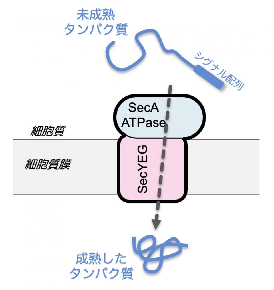 図1: SecYEG-SecA を介したタンパク質の輸送
細胞質で合成される一定のタンパク質は固有の性質を表すシグナル配列を持っており、その情報を基に膜へ運ばれて膜を超えて輸送される。膜を透過後は、タンパク質がフォールディングして成熟体となる。