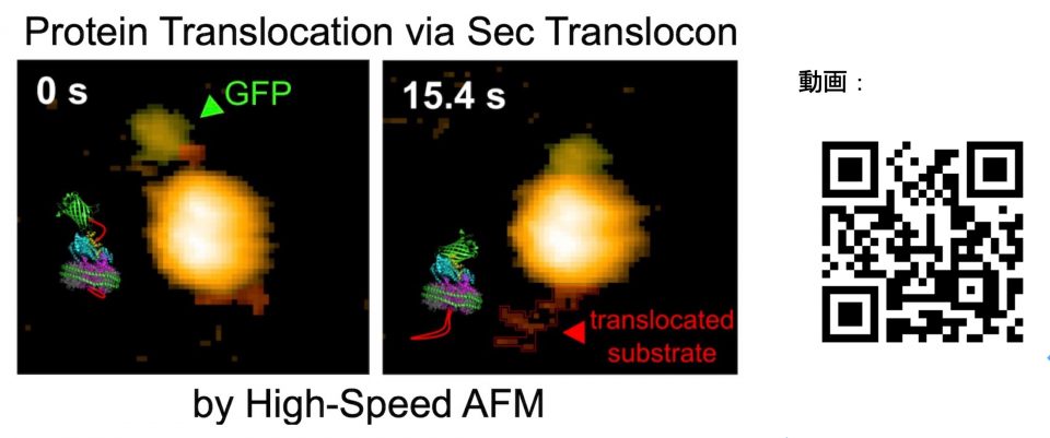 図3: タンパク質膜透過の可視化(動画参照)
HS-AFMによってタンパク質の膜透過を可視化した。初めの段階では、GFPを含む膜透過する後半領域はSecA側から観察できるが、時間の経過とともに膜透過が進み、SecYEG側から観察できるタンパク質の領域が増えた。GFPの構造は安定であり、右図の状態でタンパク質の膜透過が停止(完了)した。