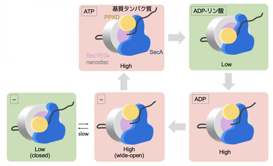 図4: タンパク質膜透過反応中のSecAの構造変化
SecAは、黄色で示した可動領域のPPXDドメインが動くことで構造変化する。タンパク質膜透過反応中におけるATP結合状態、ADP結合状態ではHigh型を、ADP-リン酸結合状態ではLow型をとりやすいことが示唆された。− は、ATPもADPも結合していない状態を示す。