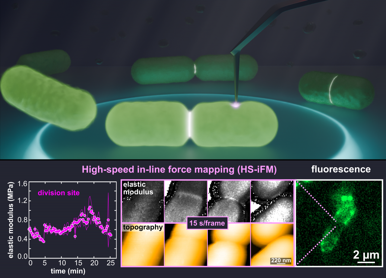 Escherichia coli bacteria imaged by high-speed inline force mapping and fluorescence microscopy. Simultaneous topography and elastic modulus maps show a stiffening of the division site.

Credit
C. Ganser, S. Nishiguchi, F.-Y. Chan, and T. Uchihashi
