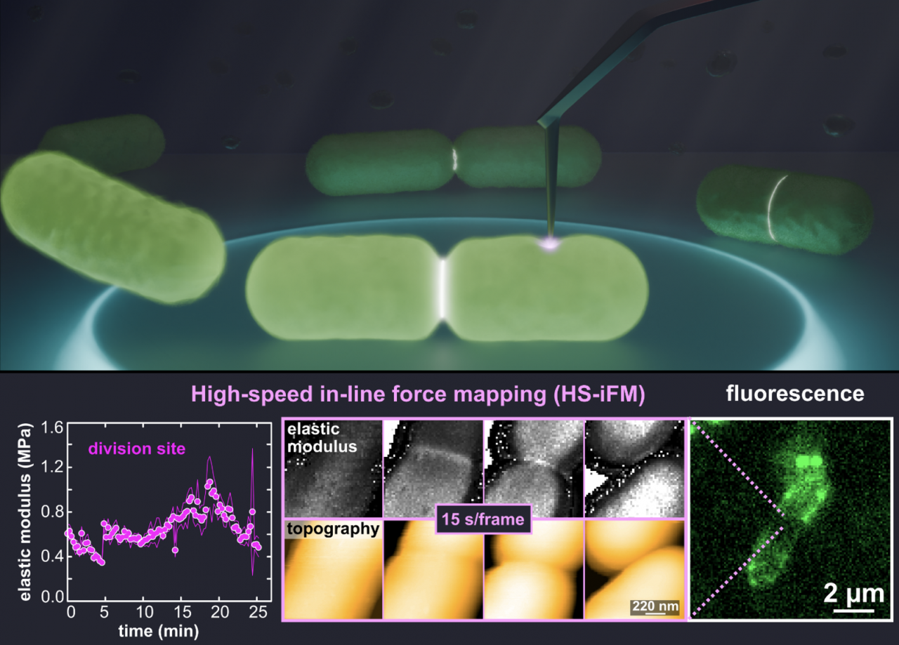 図. 高速インラインフォースマッピング (HS-iFM) を用いた大腸菌の観察の概要.
(上図) HS-iFMによる大腸菌の観察のイメージ図. (下図) HS-iFMで計測した大腸菌の硬さ変化のグラフ (左)、HS-iFMで大腸菌を撮影した連続画像 (真ん中)、大腸菌の蛍光画像 (右).