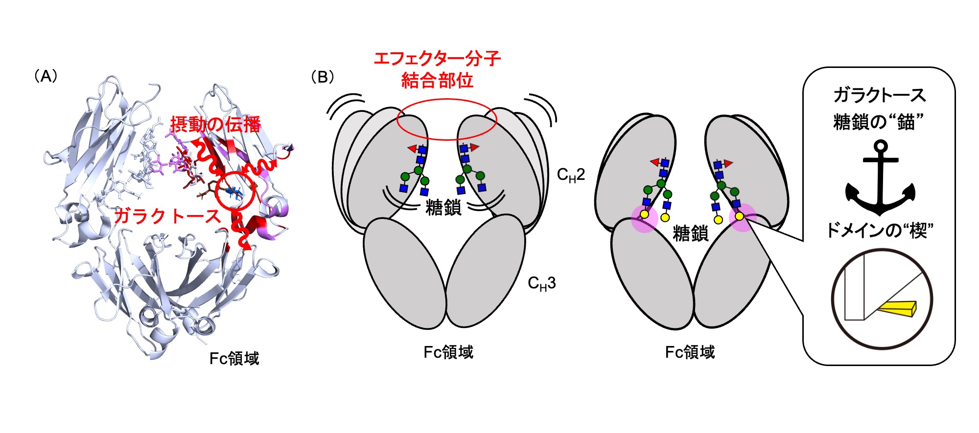 糖鎖による抗体ダイナミクスの制御機構を解明～分子経絡が抗体医薬設計の新たな鍵に～