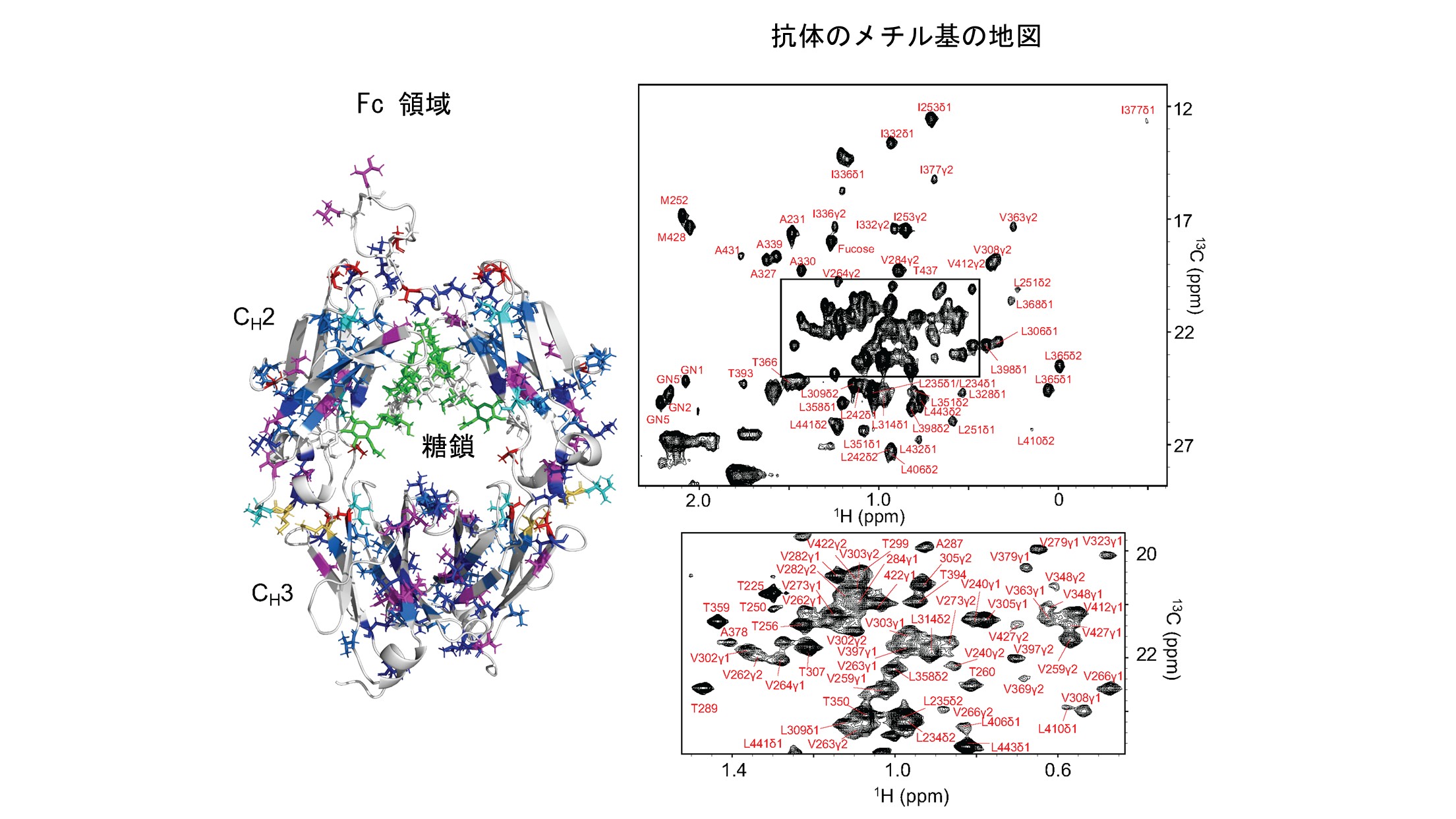 抗体の地図を描く:NMRで明らかにする抗体のFc領域の構造の秘密〜非標識NMRによる高次構造評価の新戦略、抗体医薬の品質管理に革新〜