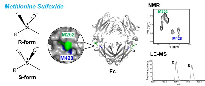 抗体医薬の“⾒えなかった劣化状態”を原⼦レベルで可視化〜NMRとLC-MSの統合解析により、メチオニン酸化の⽴体化学を解明〜